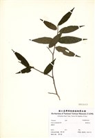 藏品(銳葉柃木)的圖片